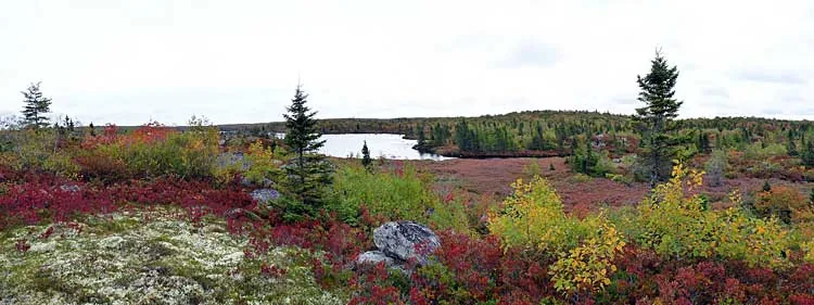 Open granite barrens near Upper Five Bridge Lake in late September, with red blueberry leaves, pale reindeer lichen, scattered spruce and a lake beyond.