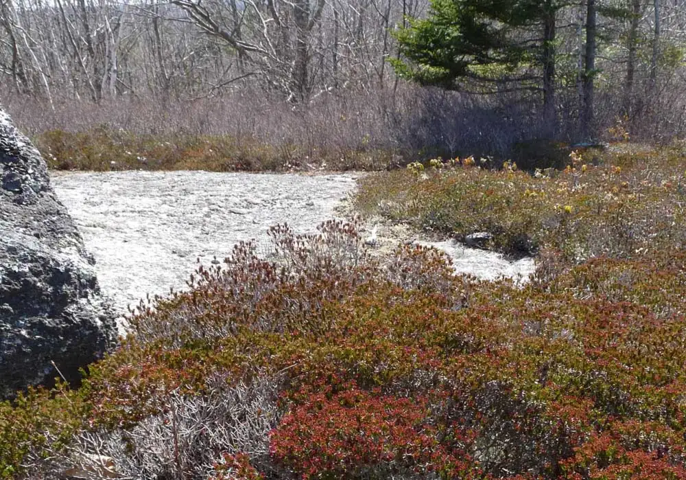 A dense mat of red-tinged broom crowberry growing over a granite ledge beside a lichen-crusted boulder, with a bed of pale reindeer lichen and leafless shrubs beyond.
